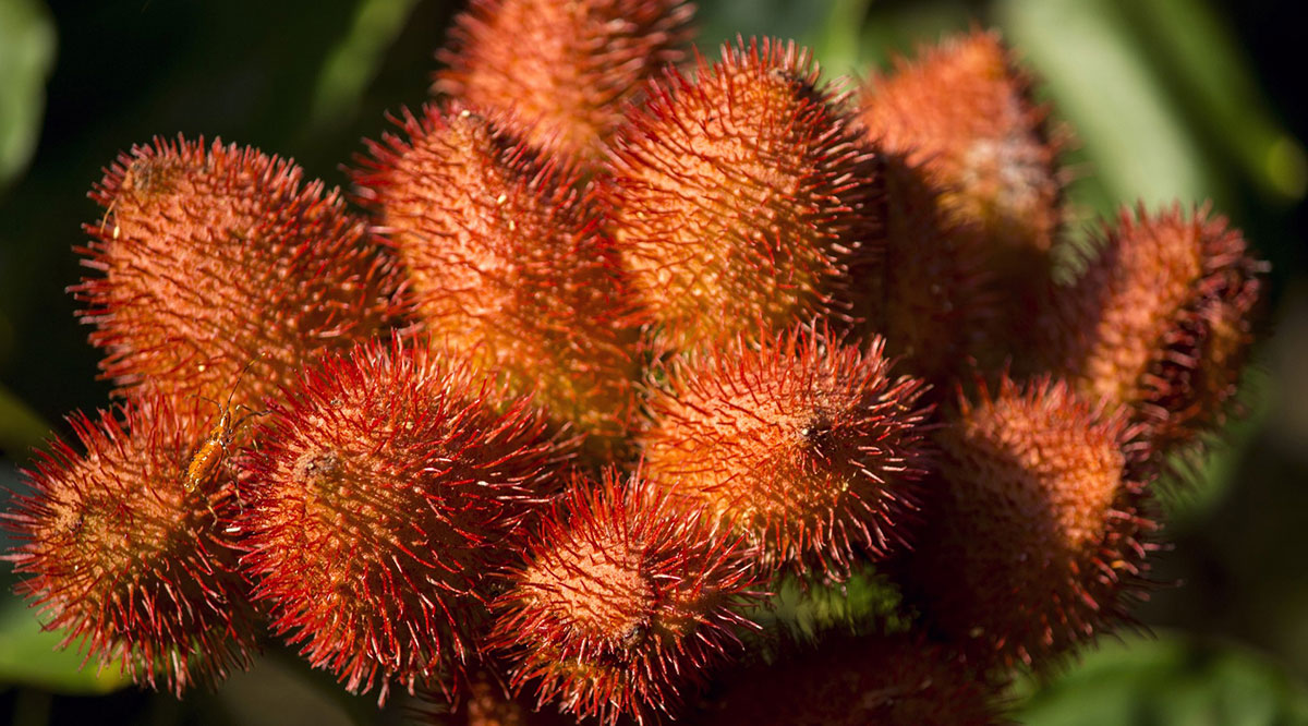 Annatto Seed Powder Uses And Benefits Anbia