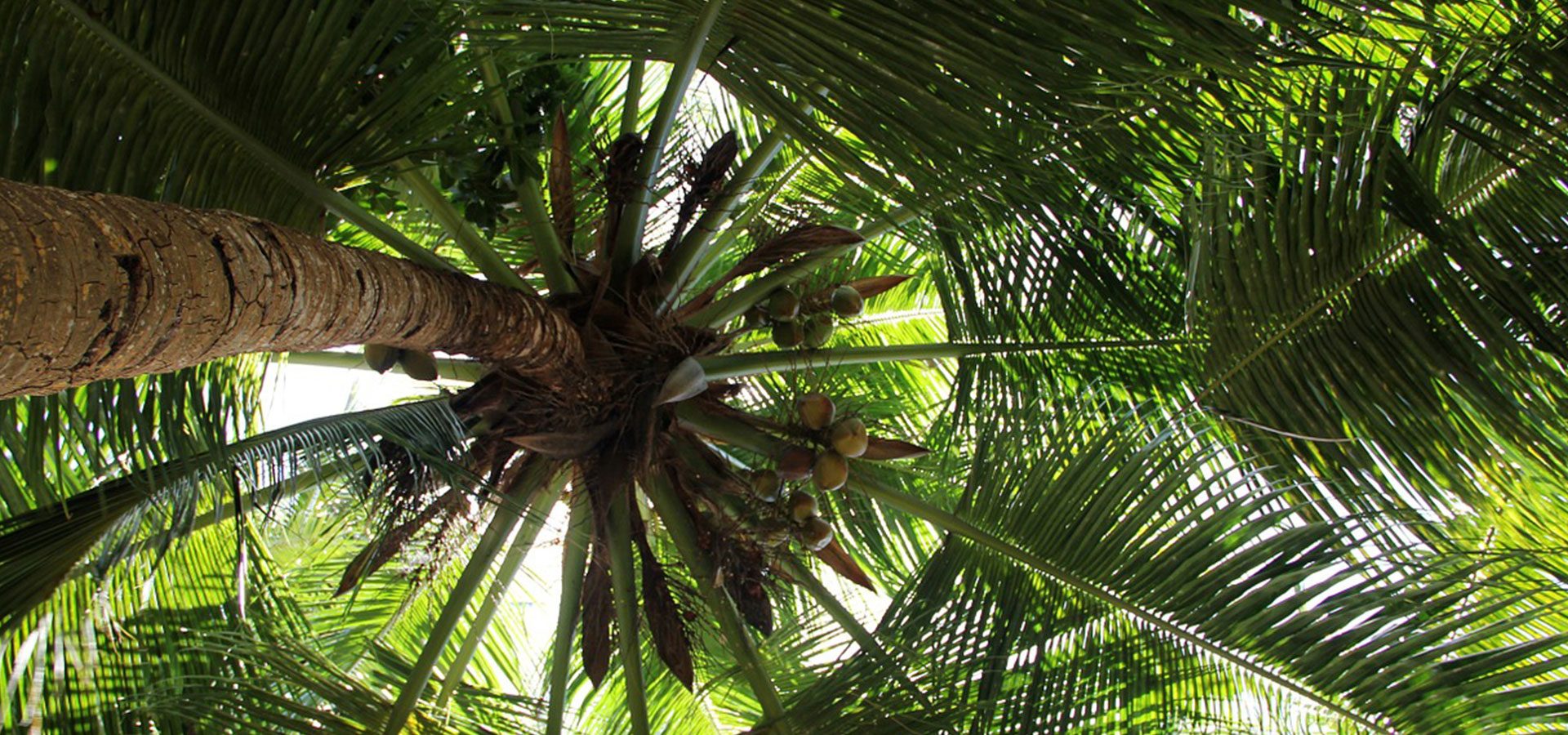 1920x900 coconut tree-lower