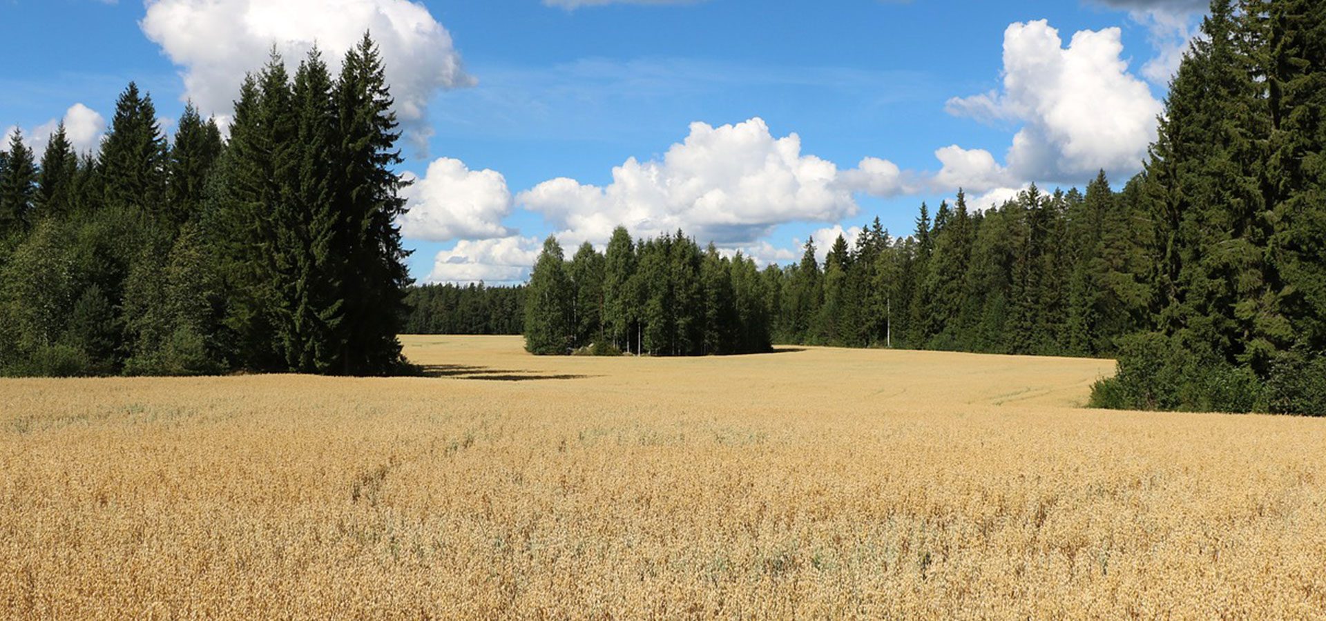 1920x900 oats field