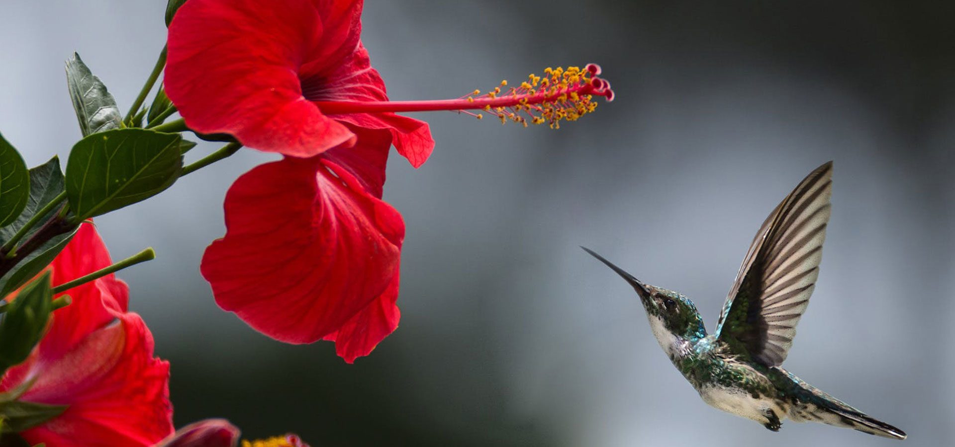 Unlock the power of flowers Hibiscus and Rosehips ANBIA®