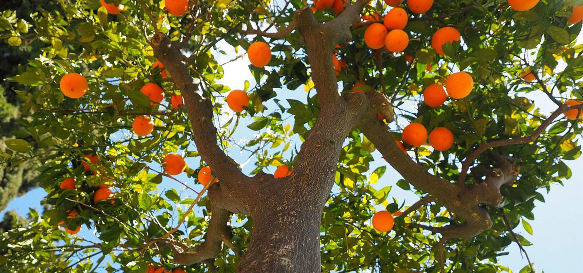 orange tree 1920x900-lower